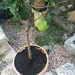 Appartement Dimora Le Zagare Ostuni