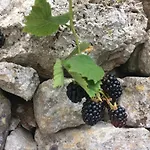 Dimora Le Zagare Appartement *