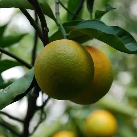 Dimora Le Zagare Ostuni