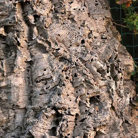 Dimora Le Zagare Apartment *