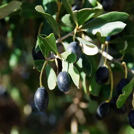 Dimora Le Zagare Apartment