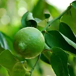 Appartamento Dimora Le Zagare *