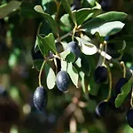 Dimora Le Zagare Appartamento