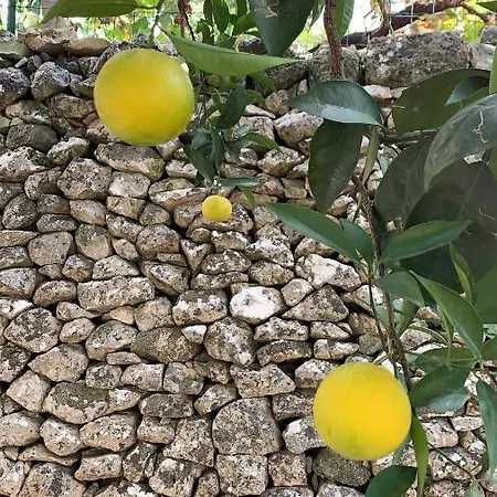Dimora Le Zagare דירה אוסטוני