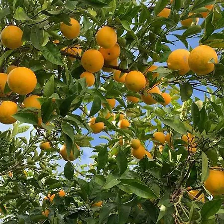 Dimora Le Zagare Apartment *