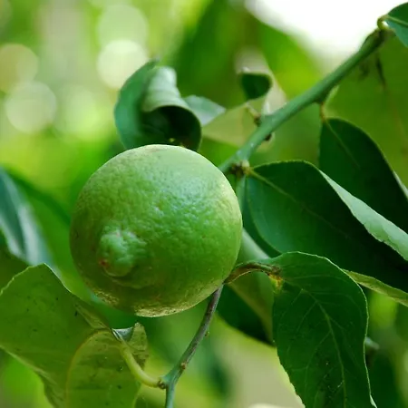 Apartment Dimora Le Zagare *