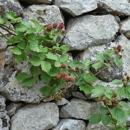 Dimora Le Zagare Apartment