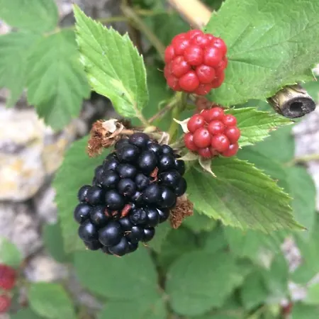 Dimora Le Zagare * Ostuni