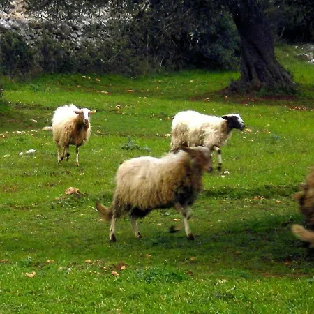 Dimora Le Zagare Apartment Ostuni