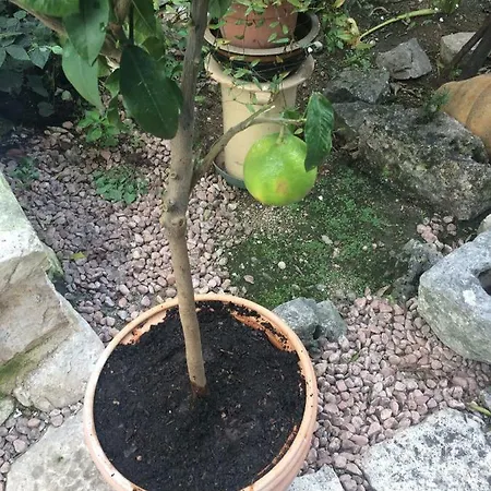 Apartment Dimora Le Zagare Ostuni
