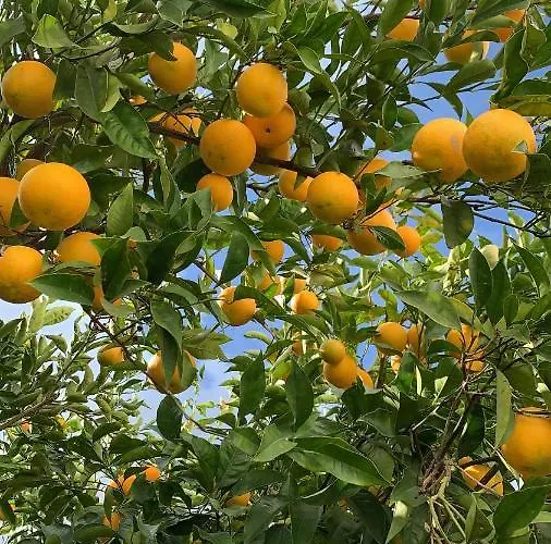 Dimora Le Zagare Appartamento *