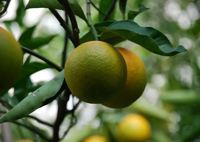 Dimora Le Zagare Ostuni