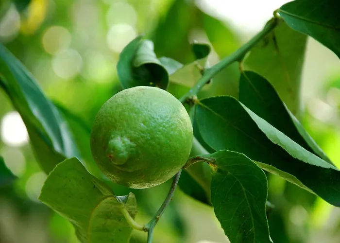 Lejlighed Dimora Le Zagare *