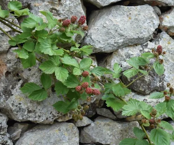 Dimora Le Zagare Appartamento