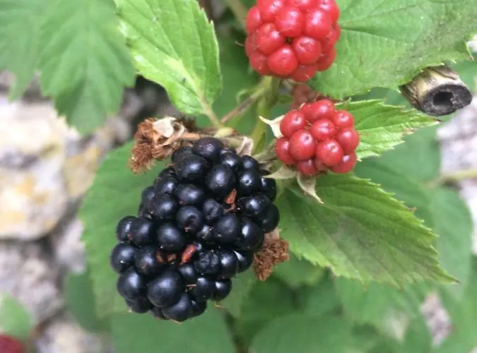Dimora Le Zagare * Ostuni