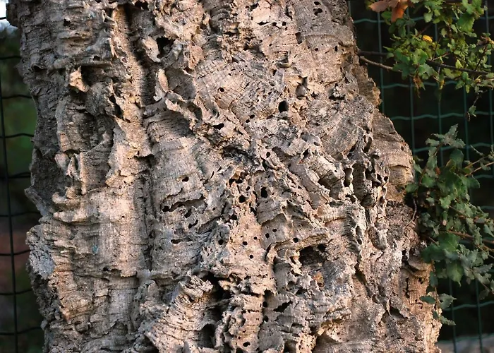 Dimora Le Zagare Appartamento *