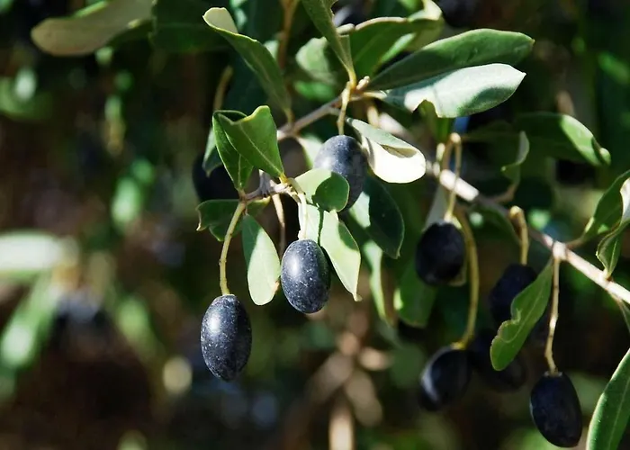 Dimora Le Zagare Appartamento