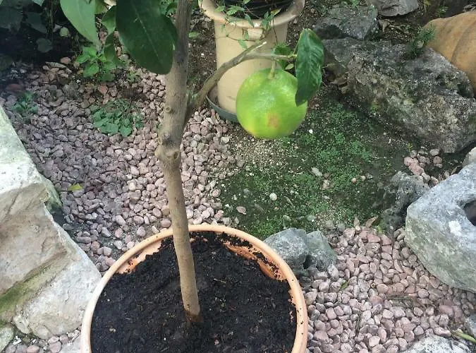 Appartamento Dimora Le Zagare Ostuni
